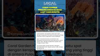 Keindahan Coral Garden di Antara Pulau Hoga Dan Kaledupa dengan Karang Warna Warni dan Ikan Eksotis