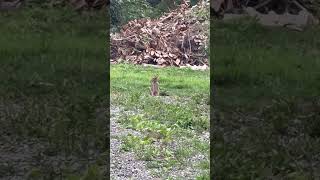 Download lagu Another Hares Out And About - My Afternoon Walk mp3