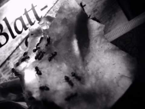 Videoclip de Ameisen — Nena