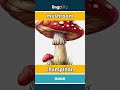mushroom - champiñón video thumbnail