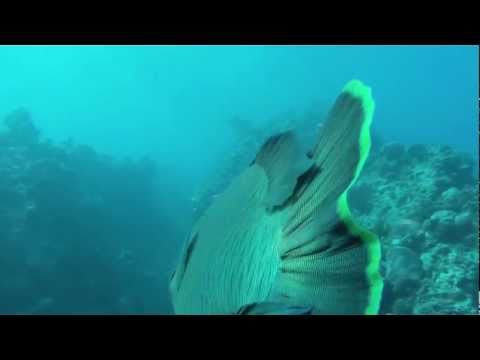 Diving on Bait Reef, Whitsundays