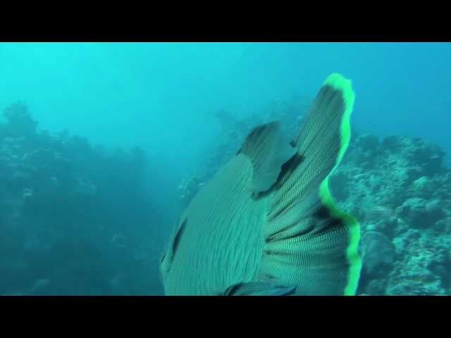 Diving on Bait Reef, Whitsundays