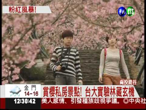 比日本還美! 南投鹿谷櫻花盛開