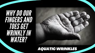 Why do our fingers and toes get wrinkly in water? - Aquatic wrinkles