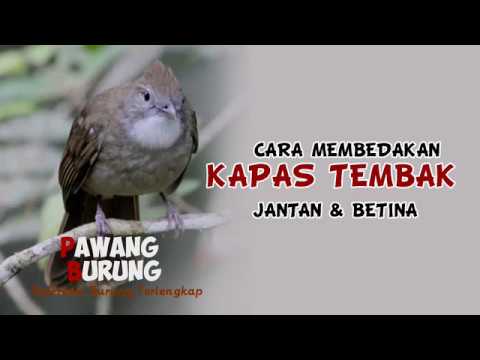 Jantan Novyj Trend Smotret Onlajn Na Sajte Trendovi Ru