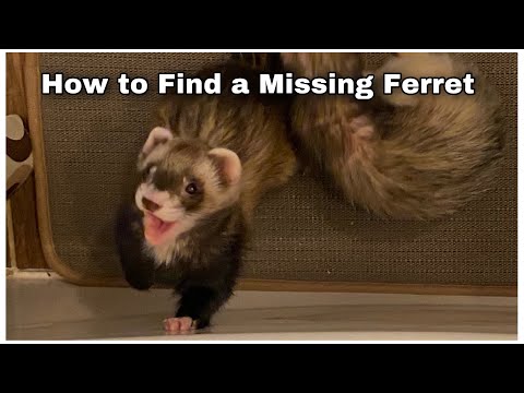 YouTube video about: How to get a ferret to come out of hiding?