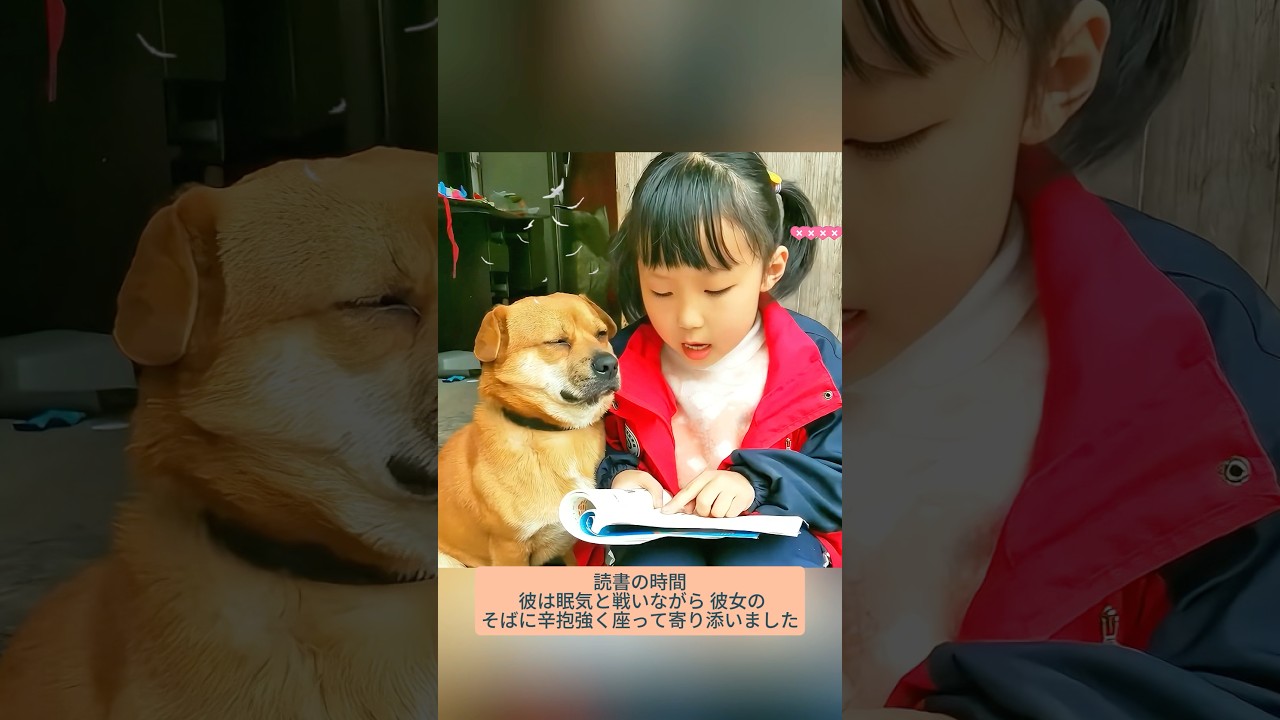 忠実な犬たちが予想外の方法で家族を救った瞬間 #パンダ #パンダ動画 #パンダ可愛い #パンダ癒し #パンダ日常