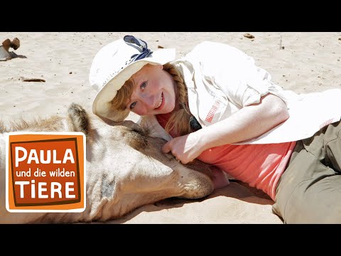 Ein Kamel zum kuscheln | Reportage für Kinder | Paula und die wilden Tiere