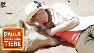 Download lagu Ein Kamel zum kuscheln | Reportage für Kinder | Paula und die wilden Tiere mp3