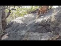 Two Tiger Try To Kills Smart Deer Must Watch