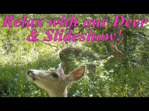 Relax With Our Deer #360 & Slideshow!