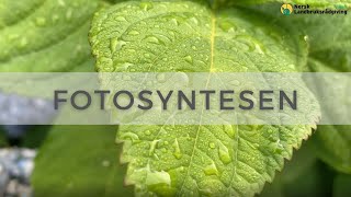 Download the video "Fotosyntese"