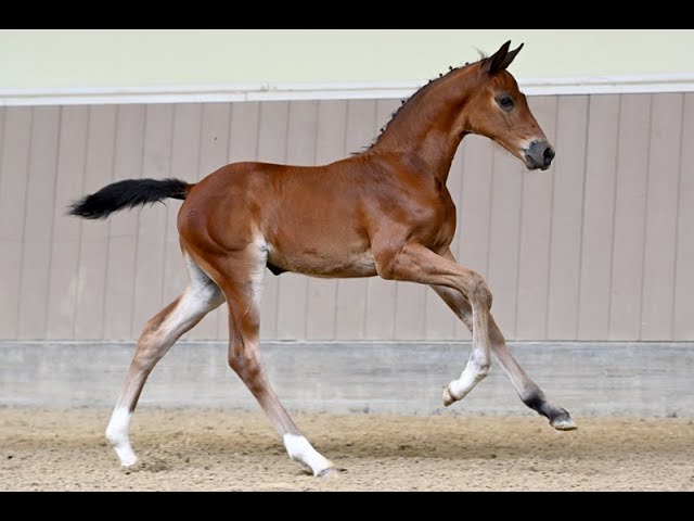 WHISKY V/H ZWARTEPANNENHOF