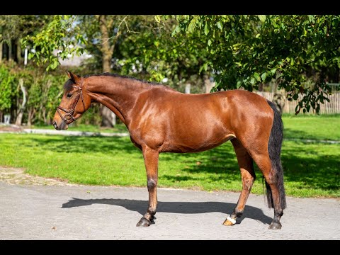 Avicii vh Jachthof KONQUISTADOR VAN ORCHID'S x TONGERENHOF OSMIUM - Video 12 video thumbnail