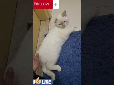 my two babies  snow and namya #shoertsvideo #cat