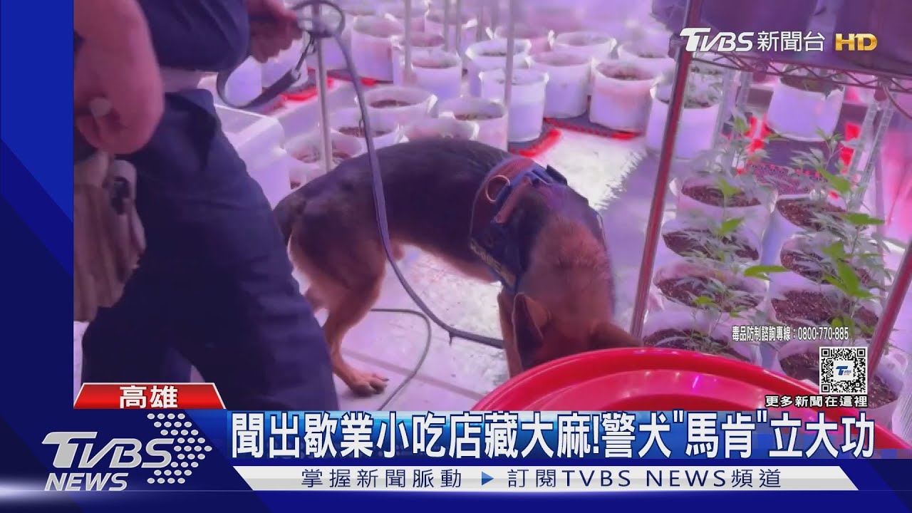 聞出歇業小吃店藏大麻! 警犬馬肯立大功