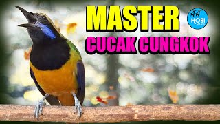 Download lagu MASTER CUCAK CUNGKOK Jeda Terapi Air  | AAHOBI MANIA mp3 Download lagu MASTER CUCAK CUNGKOK Jeda Terapi Air  | AAHOBI MANIA mp3