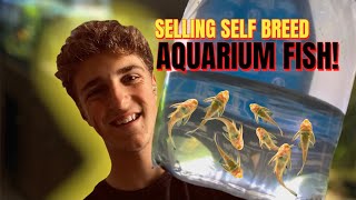 Selling fish to my local fish shop! Vlog (PART:1)