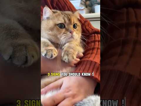 😻Signs Your Cat Is Pregnant 💕 #shorts