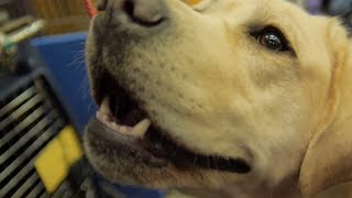How to Train Your Dog: Westminster Dog Show 2013 (Petco)