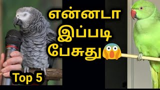மனிதர்களை போல பேசும் பறவைகள் top 5 //top 5 talking birds in Tamil// birdboyyy