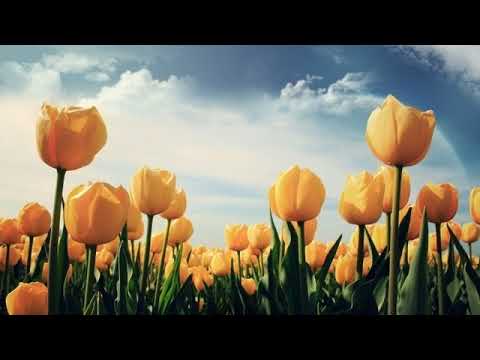 06 Pe tarm la Iordan # Familia Mandici # Am stat la sfat cu Domnul