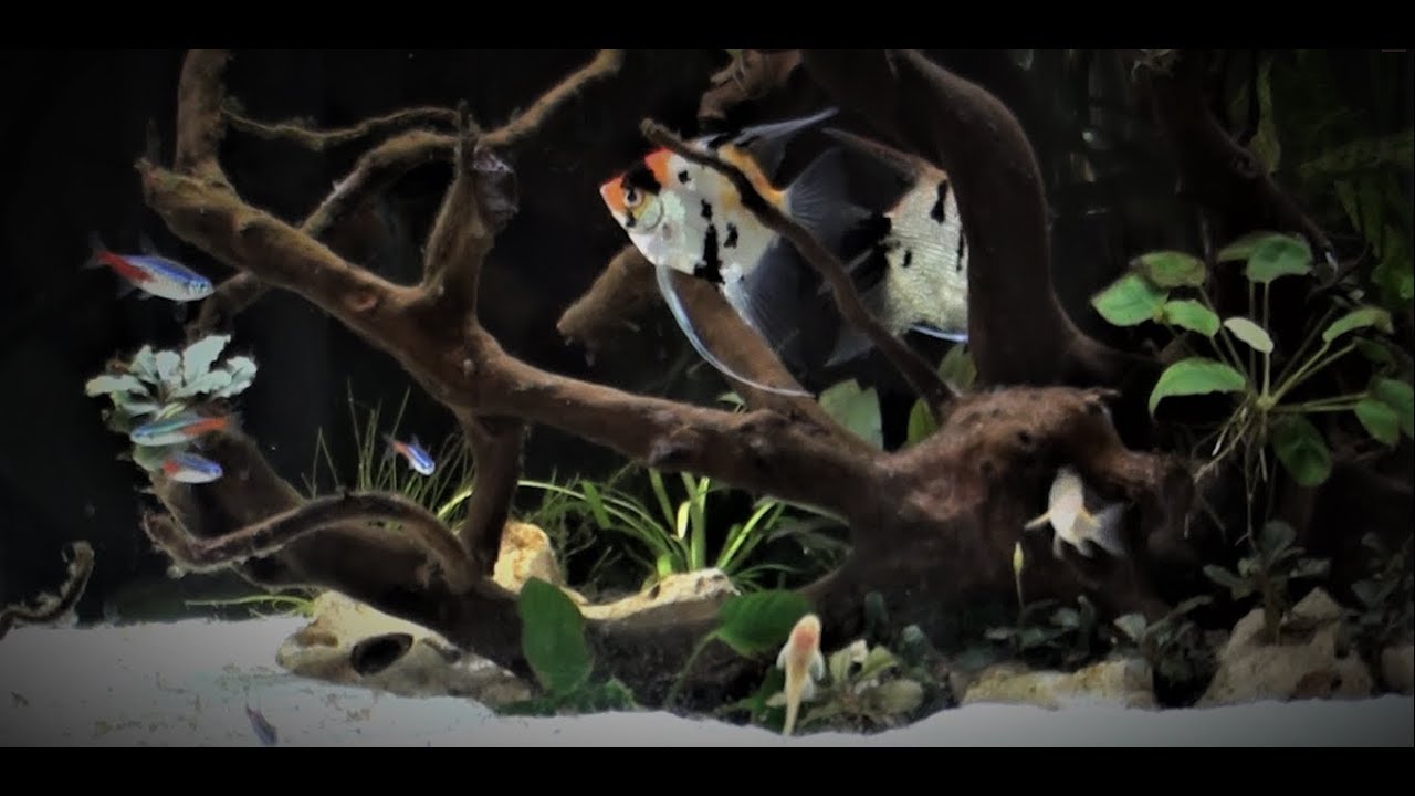 AKWARYSTYKA-jak usprawnic filtracje w akwarium