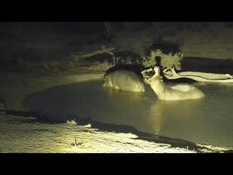 Djuma: Hippos leaving the pan - 18:20 - 09/23/19