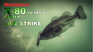 Воблер megabass x 80 trick darter