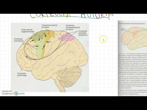 The Motor Cortex (primary motor, supplementary motor, premotor)