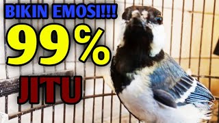Download lagu pancingan gelatik batu bahan paling jitu ampuh!! langsung ngerespon mp3