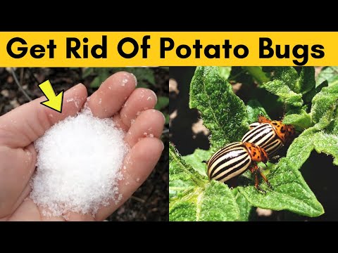 , title : 'Get Rid Of Potato Bugs inside the House and Protect Them from Pests