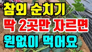 참외 순치기 이렇게 딱 2곳만 자르면 참외 바글바글 달려요