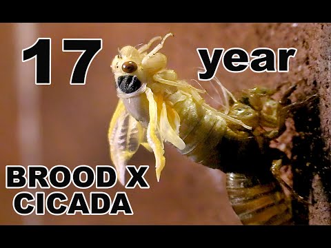 CICADA 17-YEAR BROOD X MOLTING TIME LAPSE