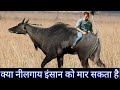 Is Nilgai Dangerous For Humans Nilgairiding