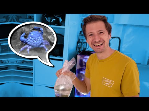 The first crabs in the BOX Aquarium! 😍