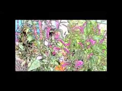 Micah Shemaiah - Unity in love unofficial music video