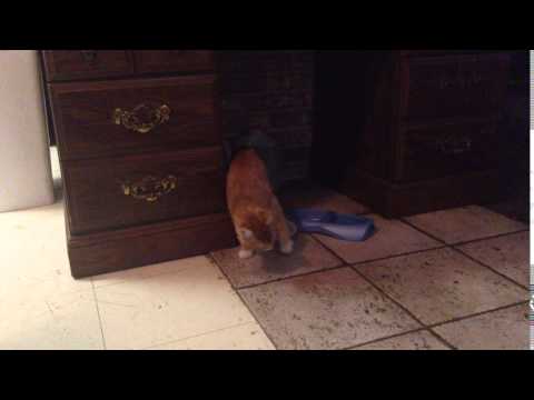 Our Kitten Tigger Scratching the Floor After Eating