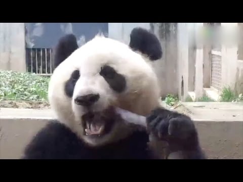 download lagu mp3 mp4 Bamboo Panda, download lagu Bamboo Panda gratis, unduh video klip Bamboo Panda