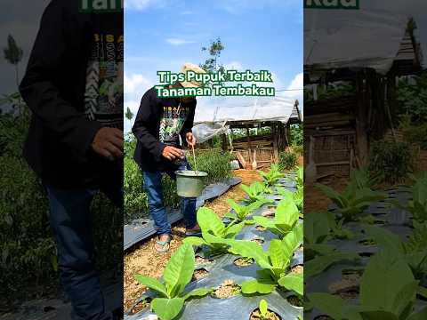 Petani Tembakau Simak Dulu yuk 🌱#bisatani #berkebun #tembakau #petanitembakau