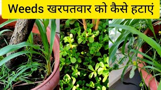 How to Remove Weeds from Plants । खरपतवार को कैसे हटाएं । Secret for Healthy Plants Grow and Glow 🌱✨