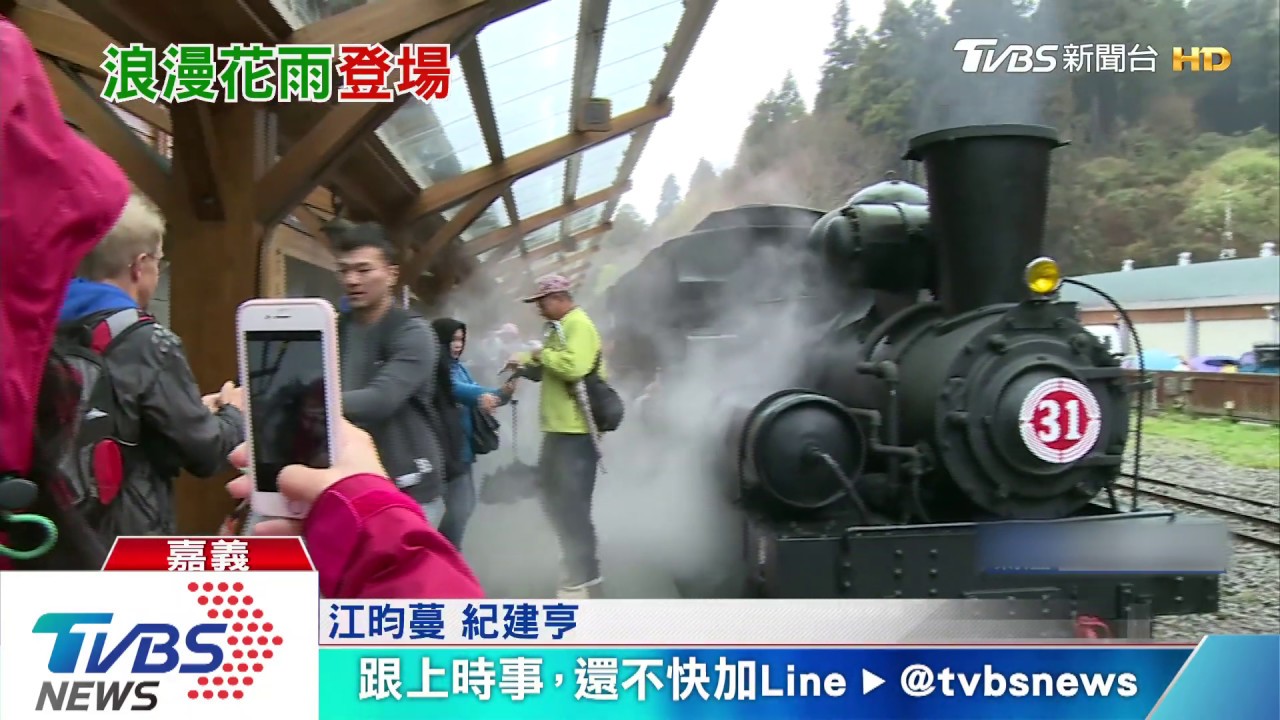 粉紅雨!搭蒸汽火車賞花 阿里山櫻花季登場