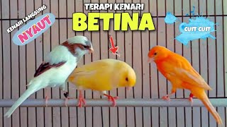 Download lagu PANCINGAN Kenari BETINA Cuit Cuit || Masteran Kenari Paud Agar Cepat Bunyi #2 mp3