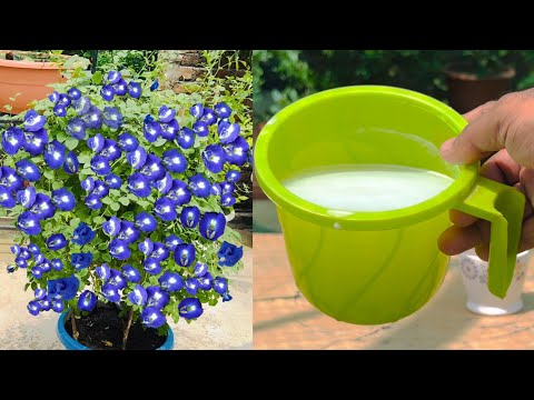 इस फ्री की चीज को डालते ही अपराजिता फूलों से भर जाएगा