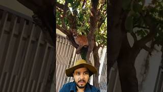 Filhotão