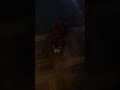 Kermit And Elmo Kill A CatEpisode Eight