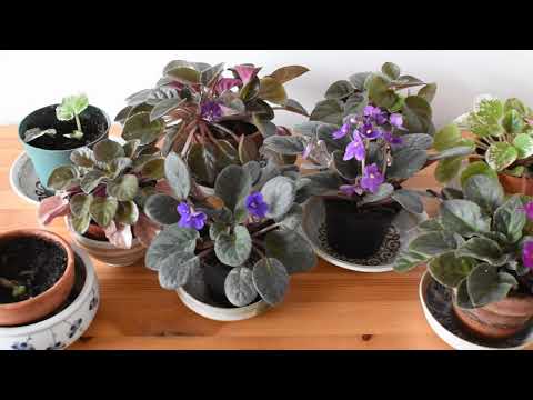 How I take care of African violets (Saintpaulia)