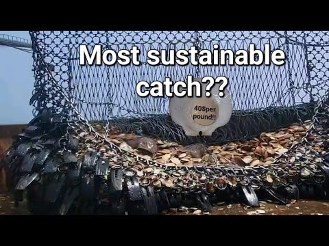 THE ULTIMATE GUIDE TO SCALLOP DREDGING! #commercialfishing #seafood