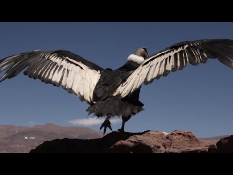 Graceful Condor is Ready to Fly