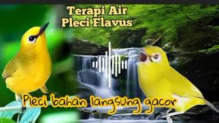 Download lagu TERAPI AIR PLECI FLAVUS AGAR PLECI BAHAN LANGSUNG GACOR mp3